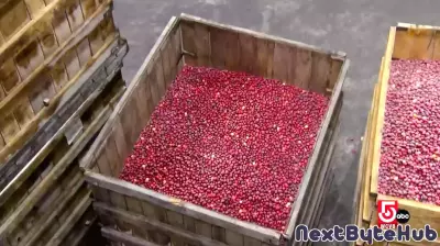Massachusetts cranberry farming blends tradition and technology