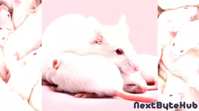 Scientists just created female clones of male mice