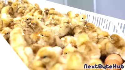 U.S. Egg Industry Faces Ethical Dilemma as 350 Million Male Chicks Are Culled Annually